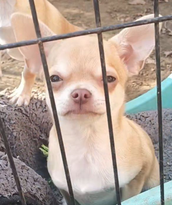 Няшні хлопчики чіхуахуа