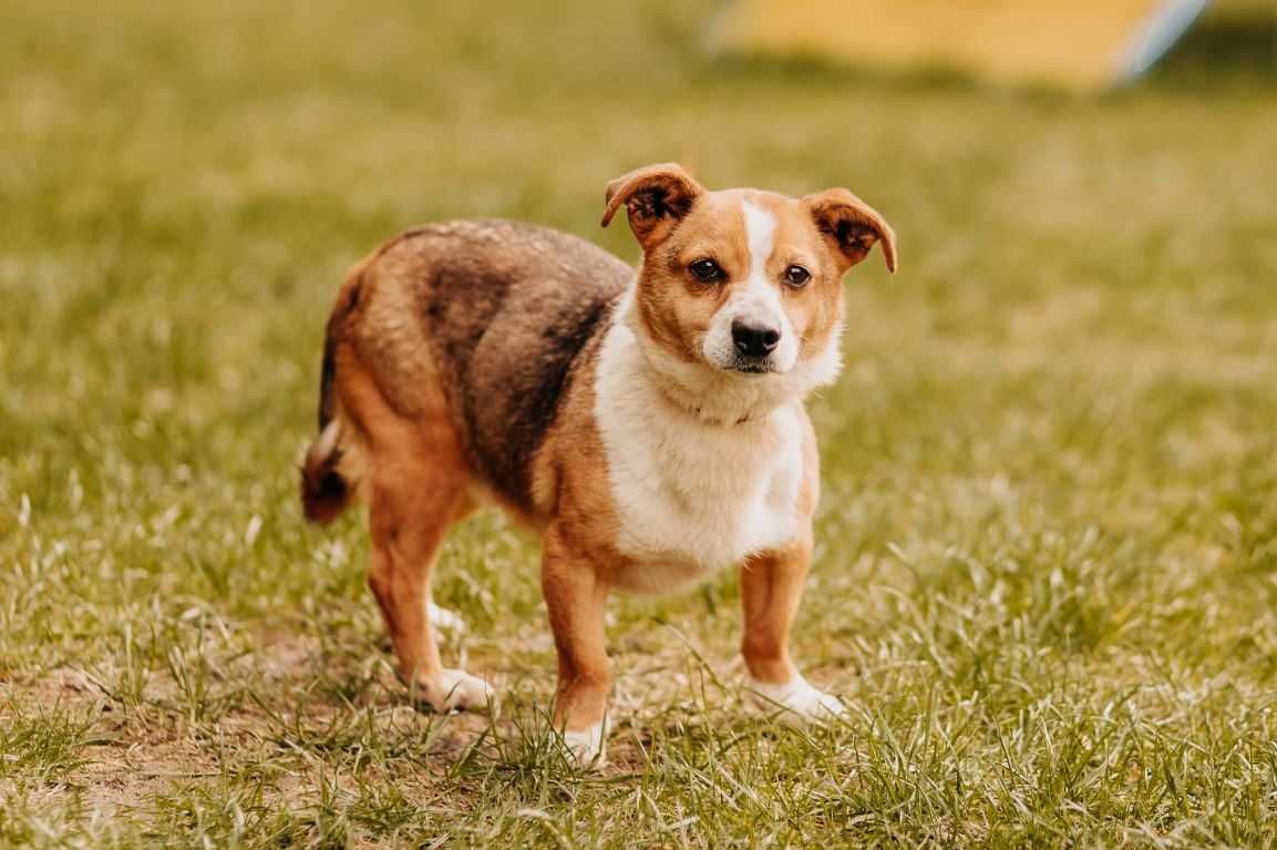 Henio nadal czeka w schronisku na swojego człowieka...