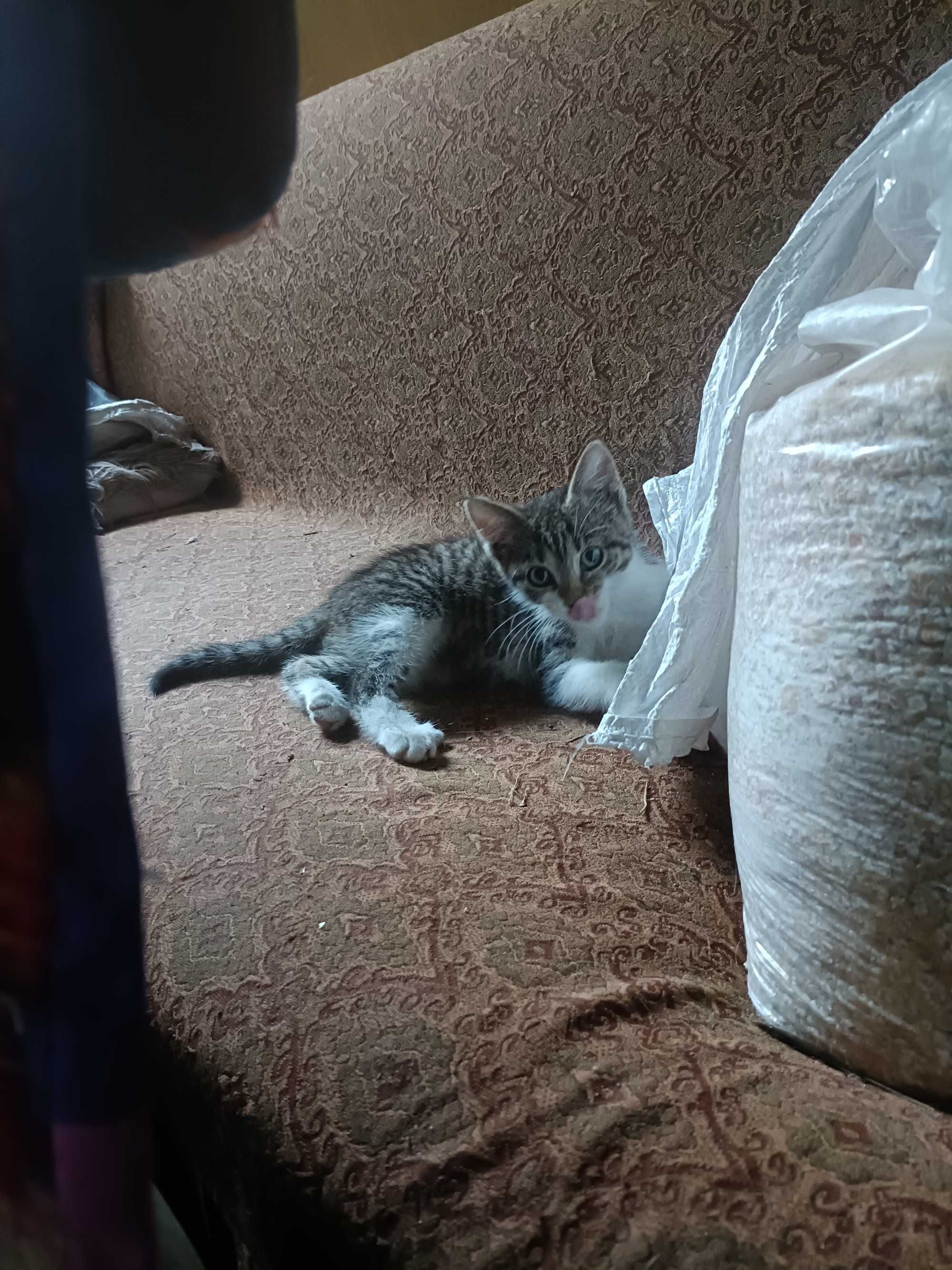 Oddam kotka 3 miesiące  do adopcji