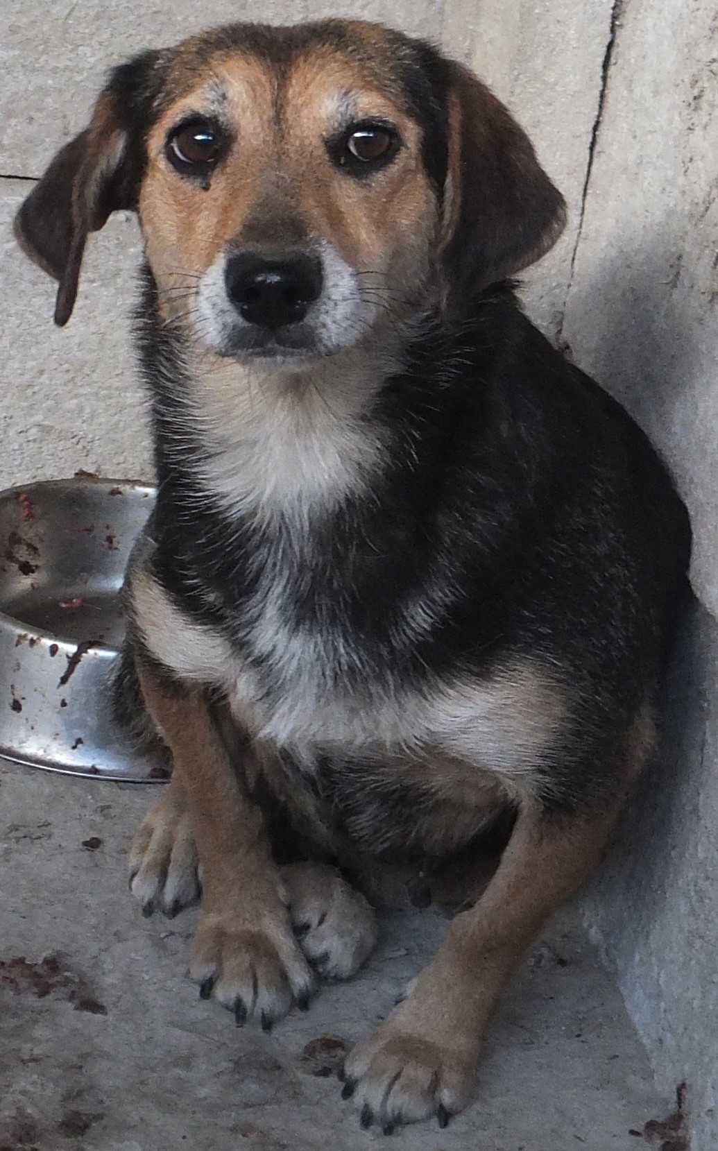 LIPKA nieduża suczka, czarna podpalana do adopcji