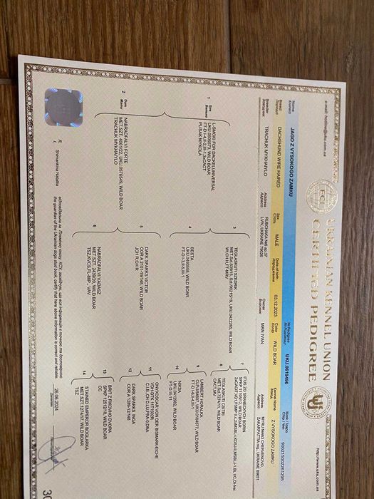 В'язка такси жосткошерстної