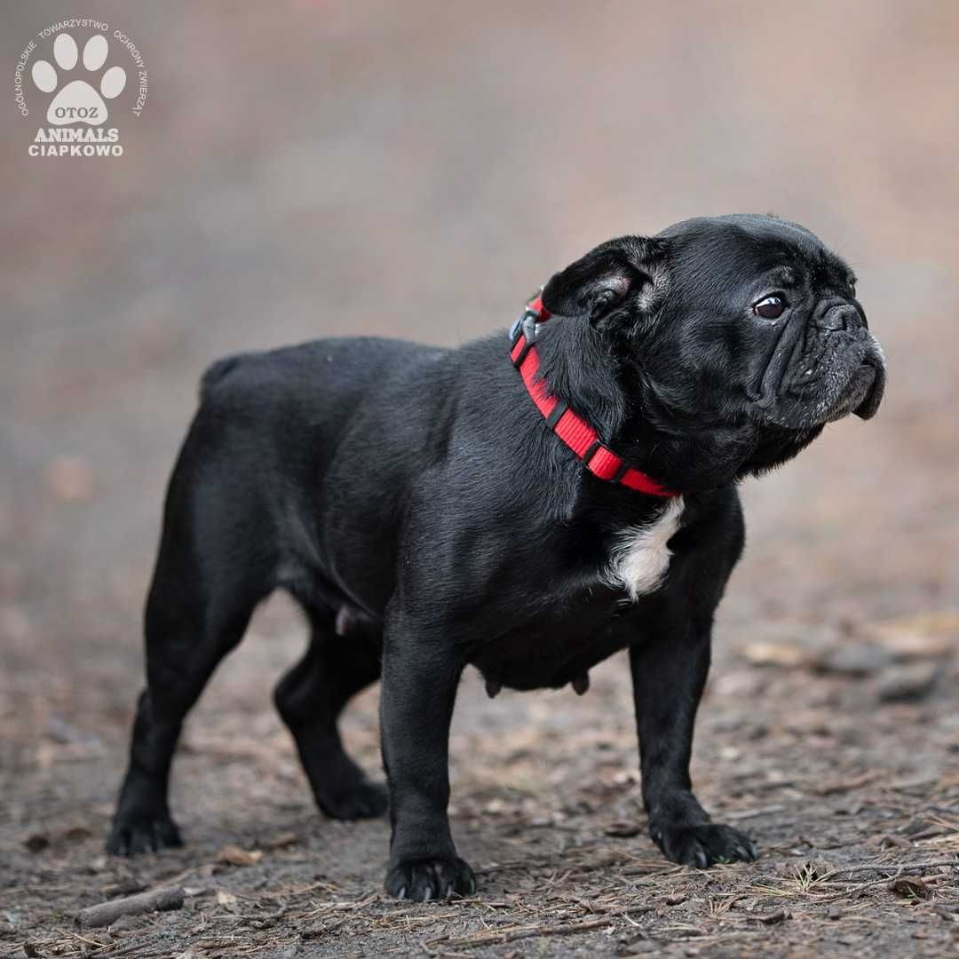 Znaleziono suczkę buldoga Buba 12,04,23-gotowa do adopcji