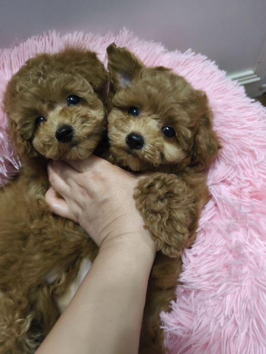 Дівчинка той пуделя 2,5 міс.