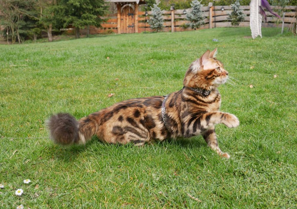 Jerry kocurek bengalski dlugowlosy