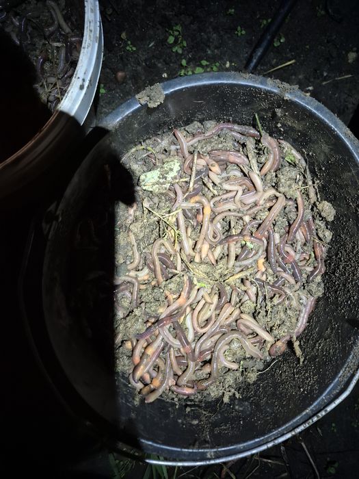 Rosówki świeżo zbierane .