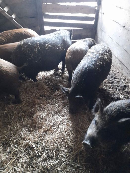 Терміново, продам свиней, поросят,бита вага.