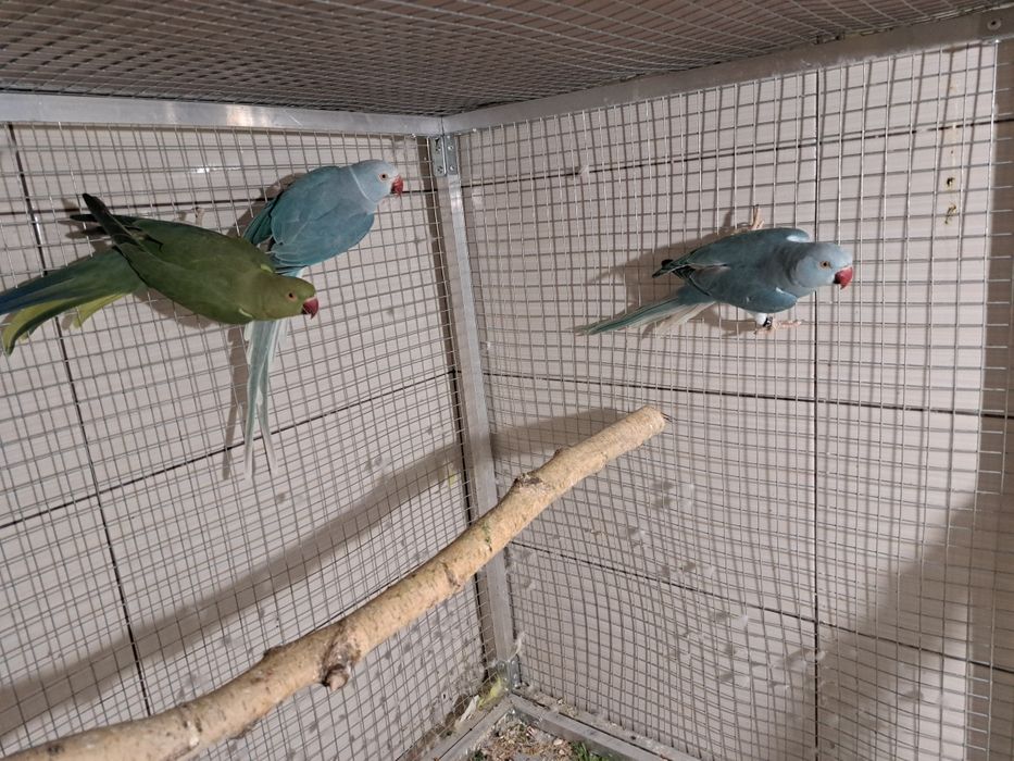 Likwidacja hodowli aleksandretty aleksandretta