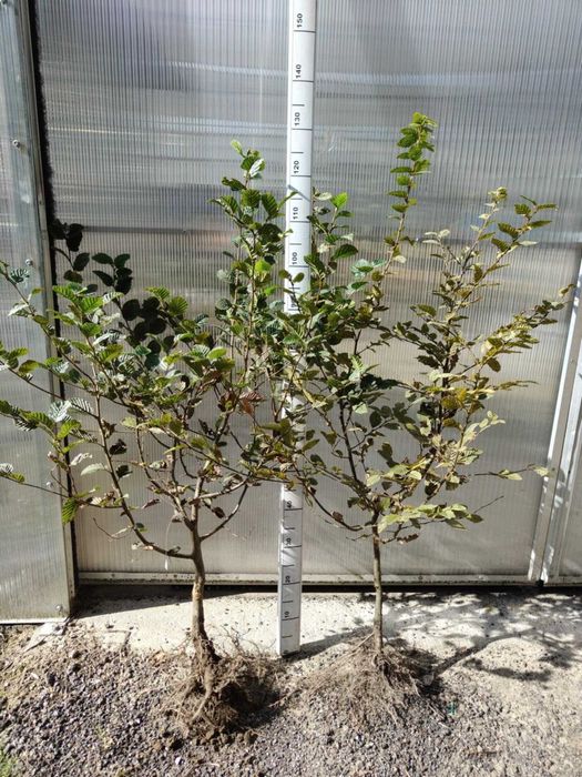 Gotowy żywopłot Grab 100 cm sadzonki lepszy jak laurowiśnia