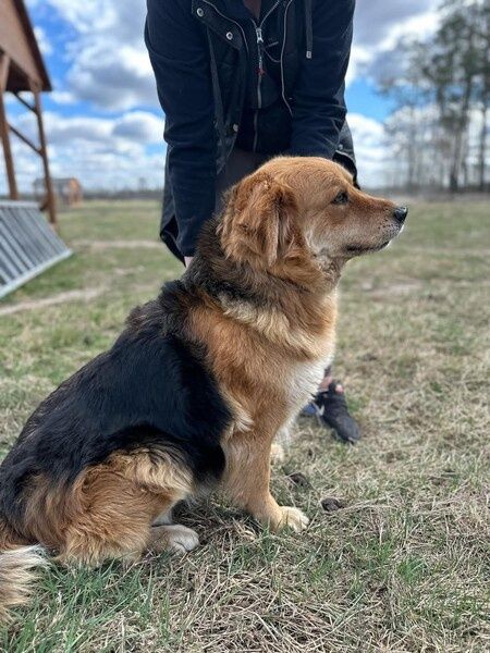 Duża, kudłata i kochana - czego chcieć więcej?
