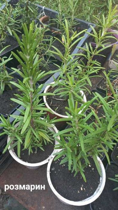 Продам  гибискусы, сосны,  форзицию,розмарин,ивы и  др  растения