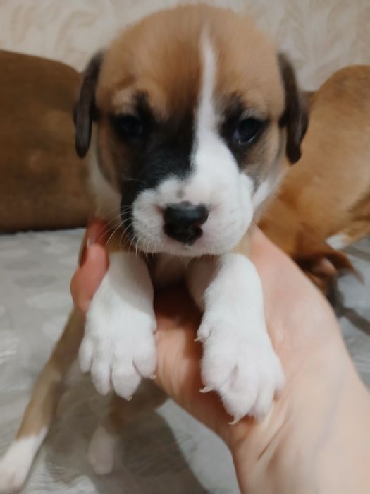 Метиси Стафа і Пітбульки