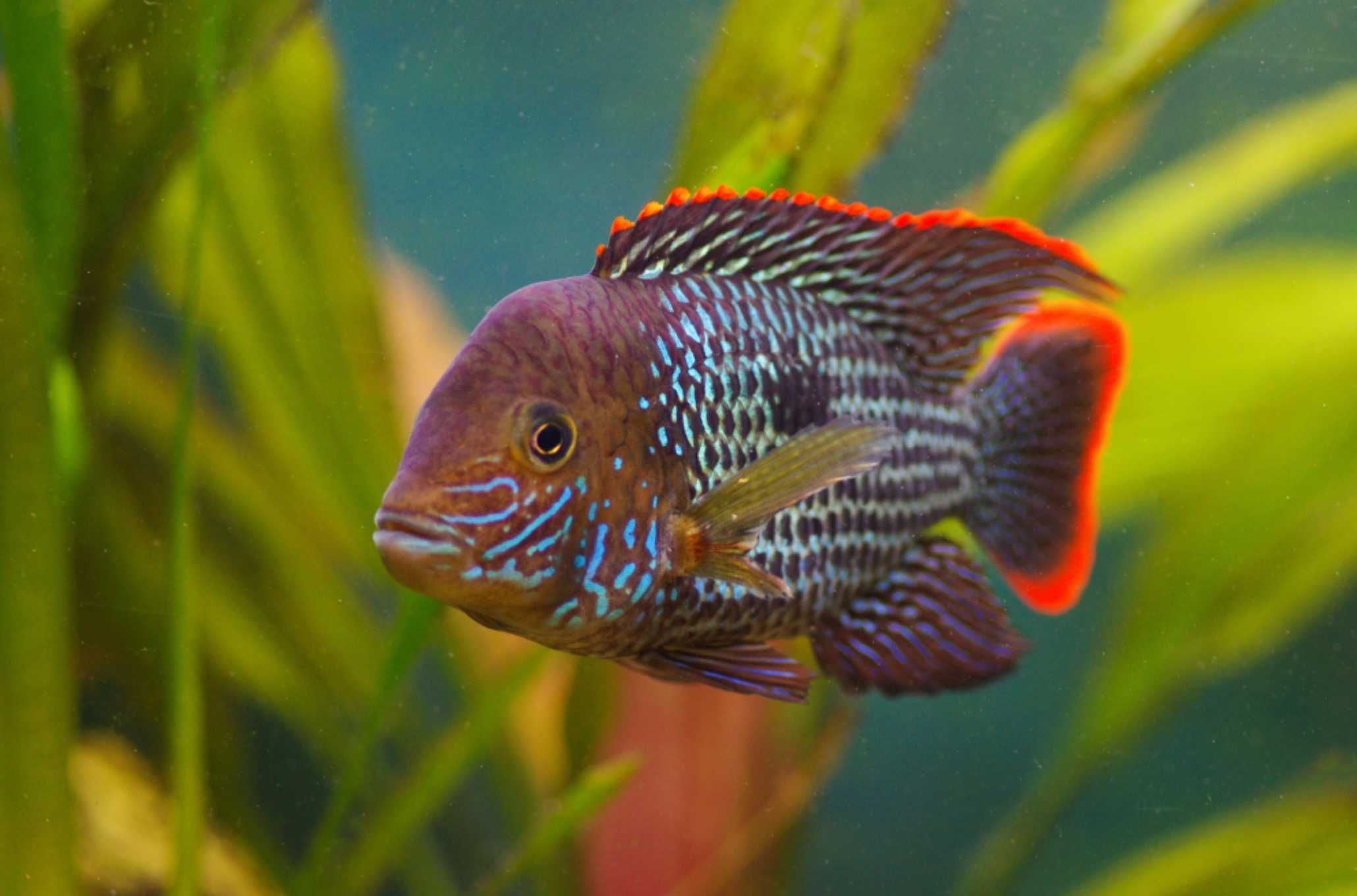 Akara pomarańczowopłetwa - Andinoacara rivulatus - dowóz, wysyłka