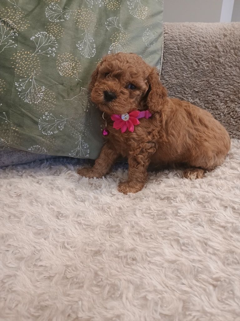 Pudel toy suczka  red