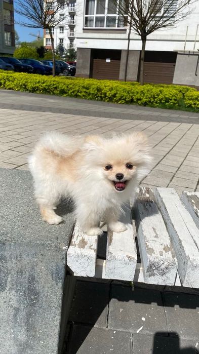 Шпіц на продаж малесенький