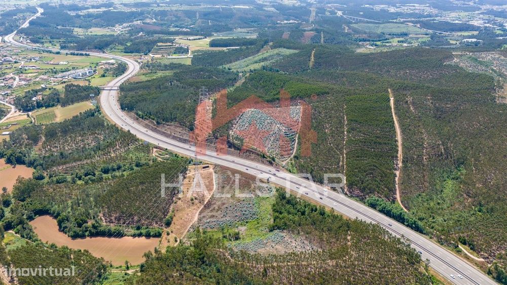 Terreno Florestal / Eucaliptal / 4 Hectares / Trofa