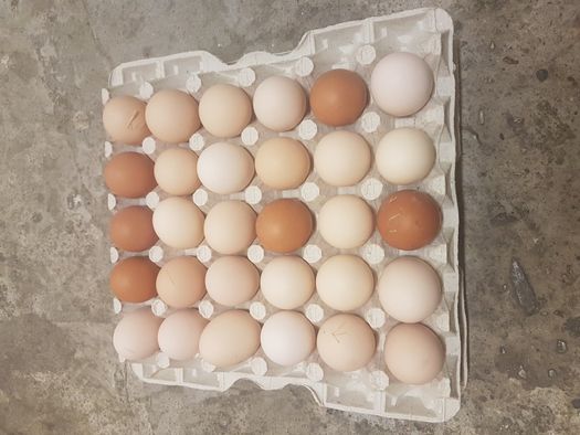 Wiejskie jaja jajka od kur z hodowli naturalnej