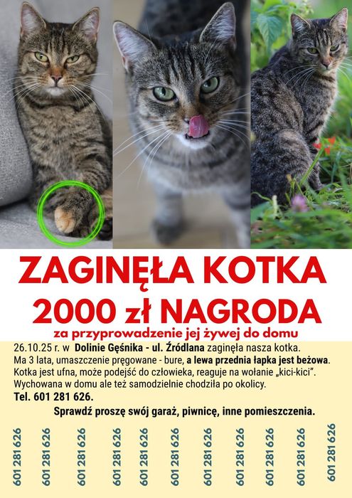 2000 zł nagrody Zielona Góra kotka poszukiwana