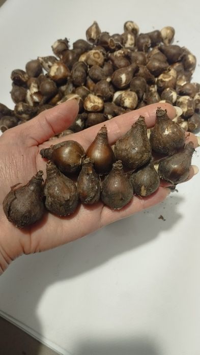 Луковицы подснежников