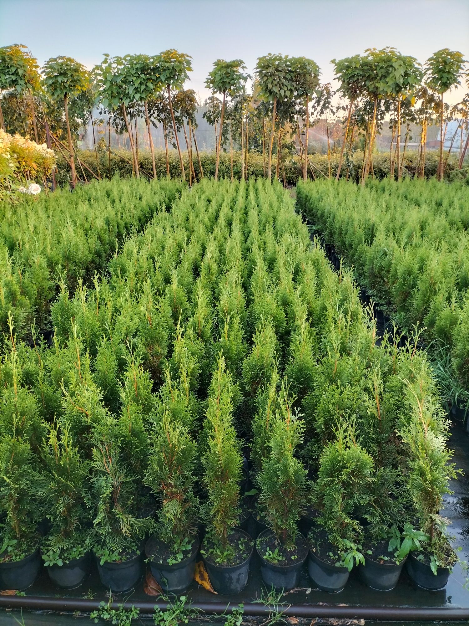 Thuja szmaragd 60 -80cm