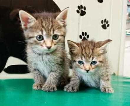 Dwa 7 tyg. kocurki  szukają domów
