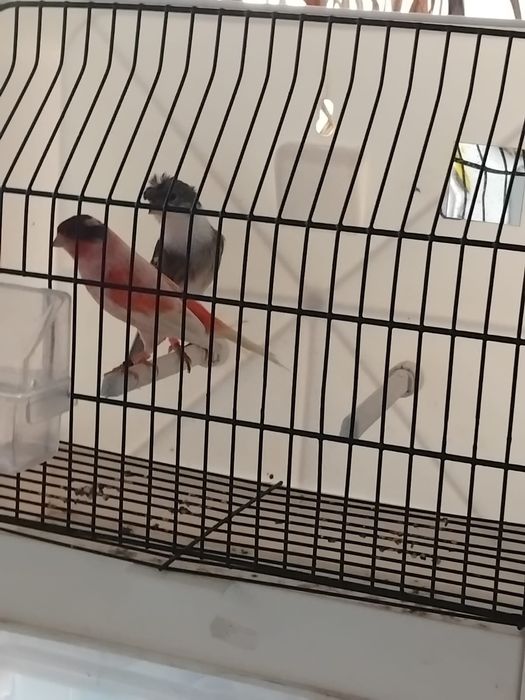 Canários arlequins português