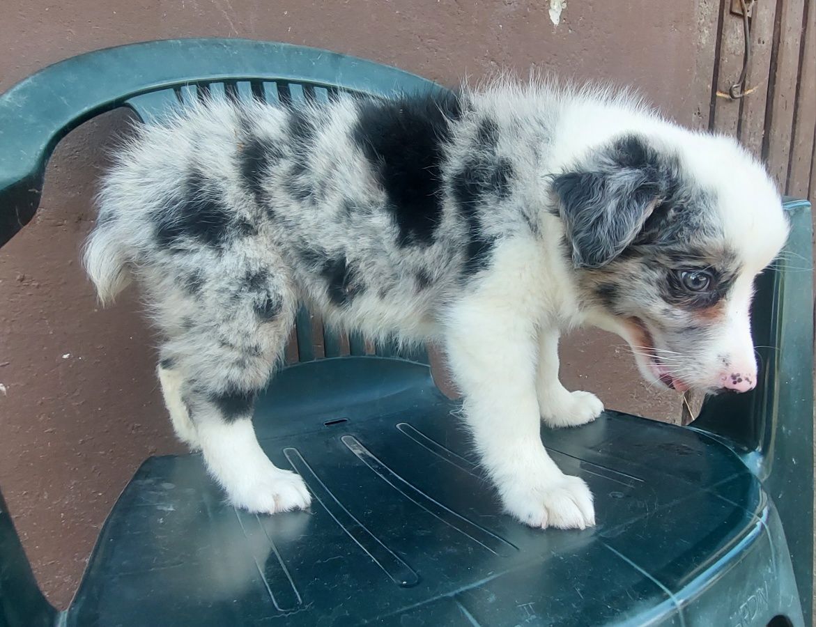Border collie szczeniak blumerle