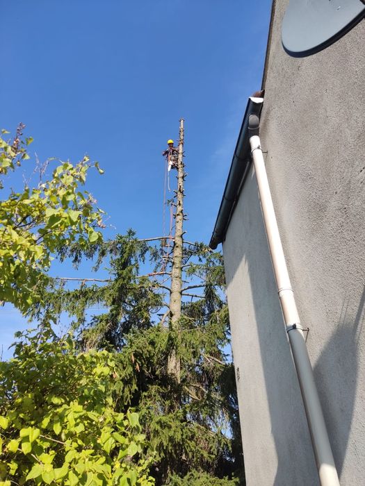 Wycinka drzew metodą alpinistyczna