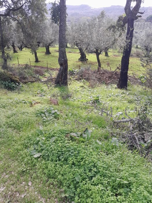 Limpeza de terrenos