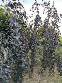 Buk Fagus sylvatica 'Purple Fountain' 400cm