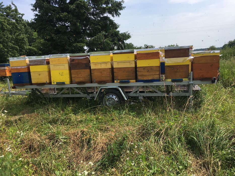 Продам бджоло пакети! 2025рік. Бджола карніка, матки ф 1