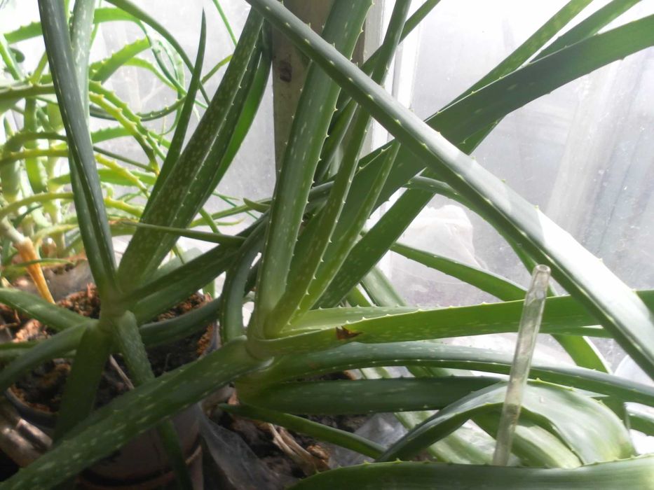 Финиковая пальма, кактусы, алое