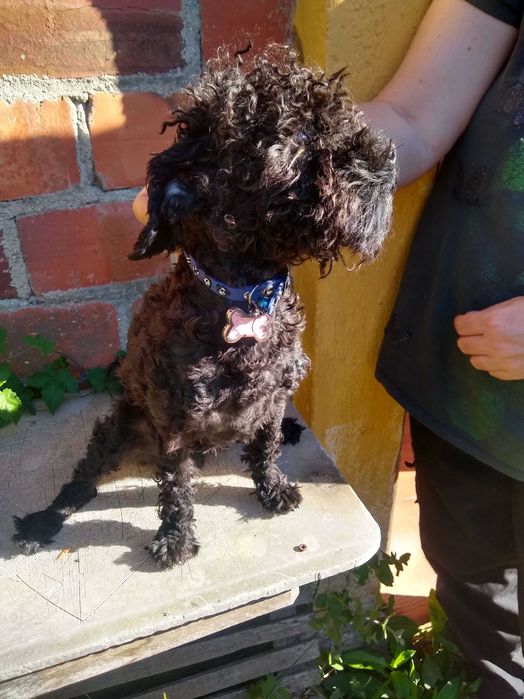 Cão macho jovem para adoção em um bom lar