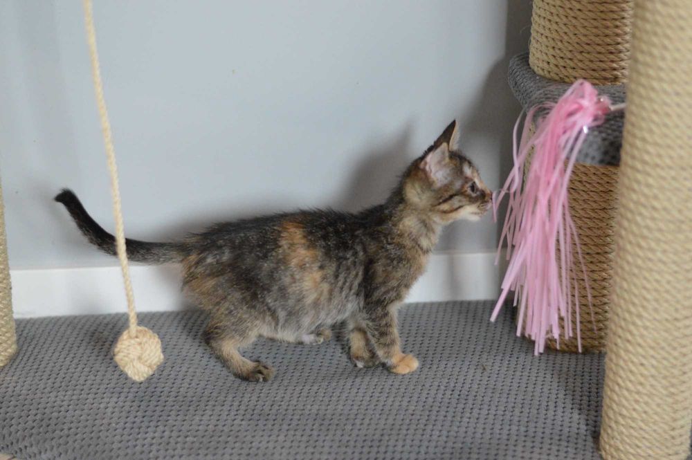 Бідна Селена, кошенятко 2,5 місяці