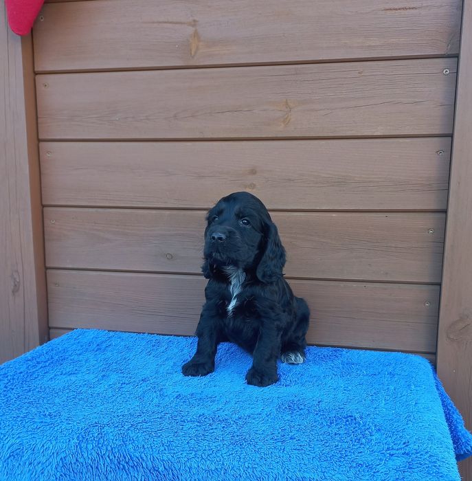 Cocker Spaniel Angielski Piesek Możliwość Rezerwacji