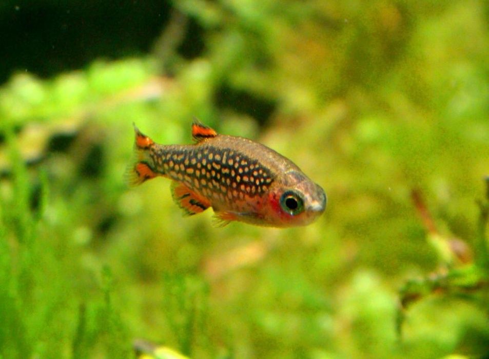 Razbora galaxy duża danio niebiański Microrazbora