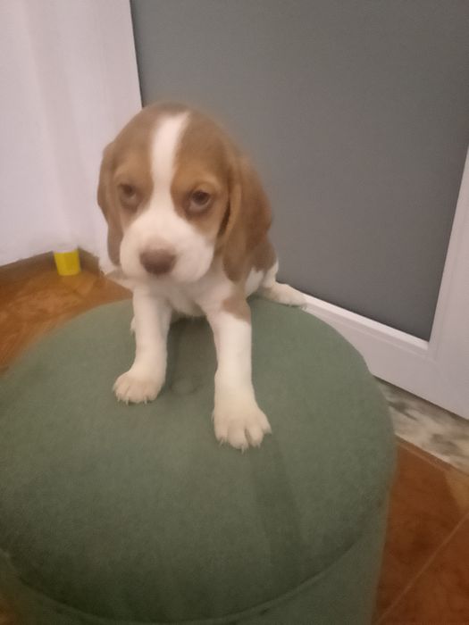 Beagle tricolor chocolate