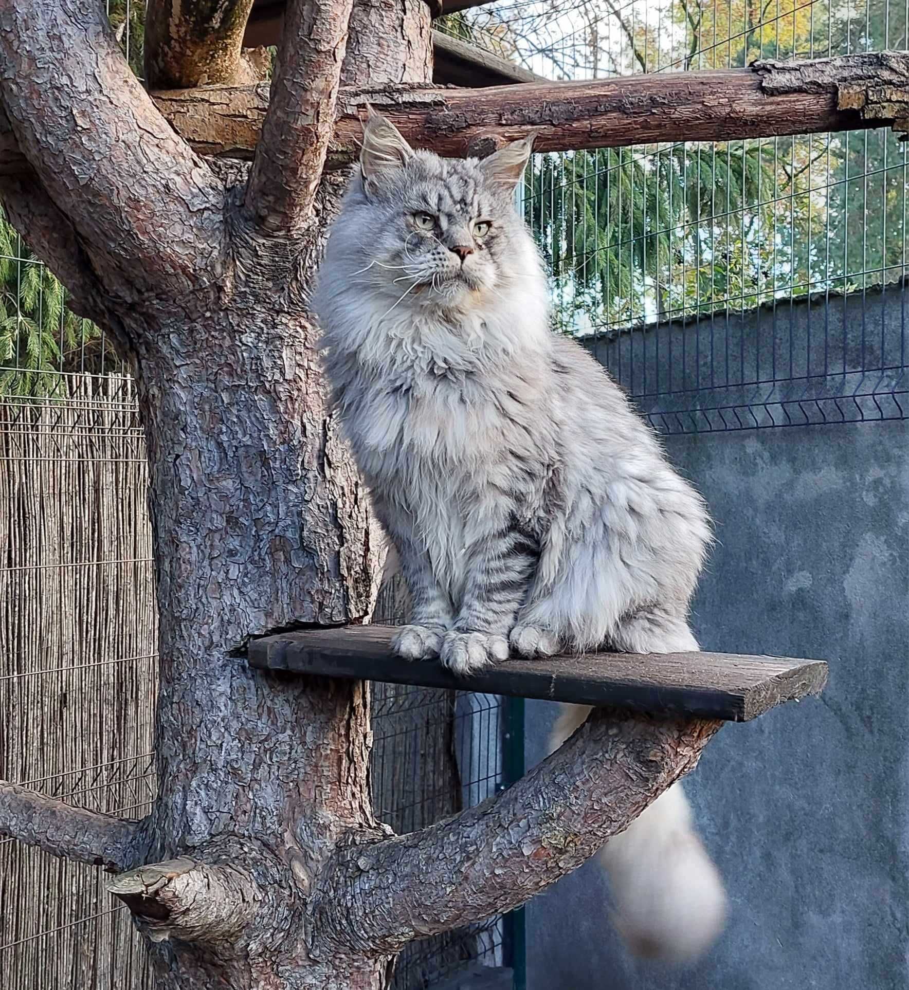 kotek Maine Coon rodowód FPL Felis Polonia