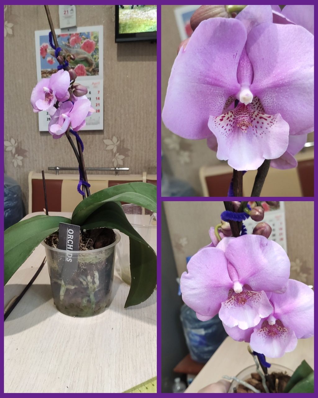 Орхидея фаленопсис биг лип.