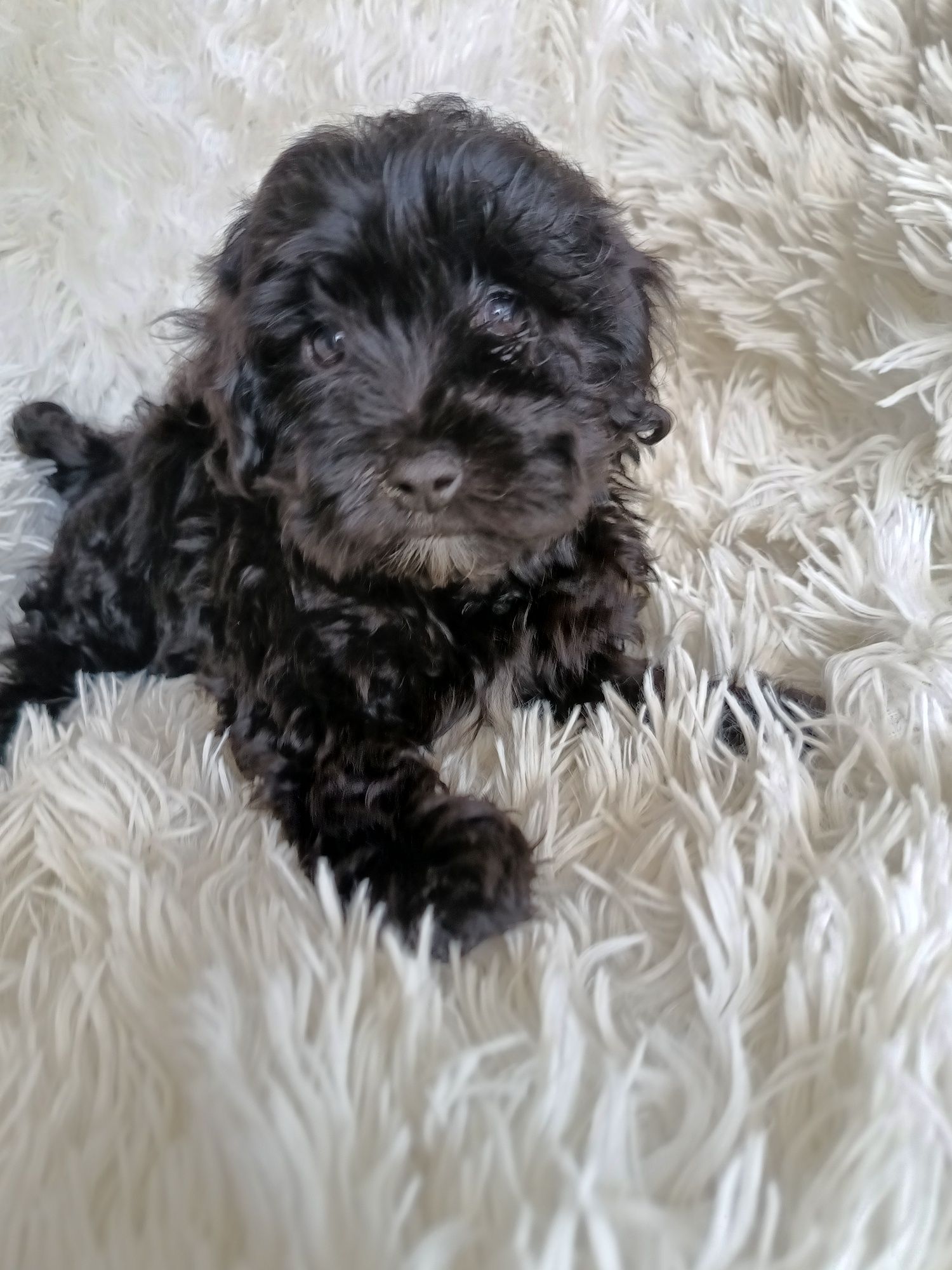 Psy rasowe maltipoo