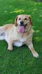 Pies typu labrador tylko w dobre ręce