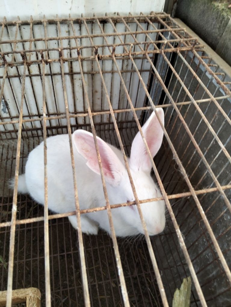 Animais da quinta