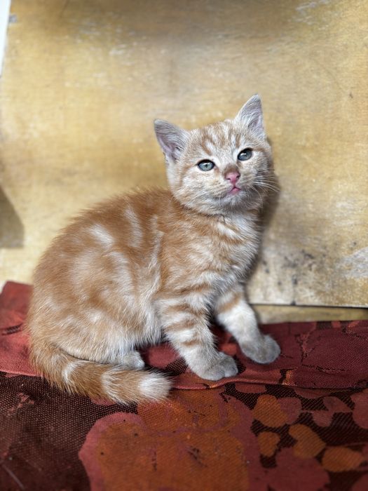 Два котика у добрі руки безкоштовно