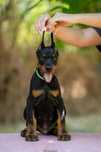 Szczeniak Doberman z Rodowodem