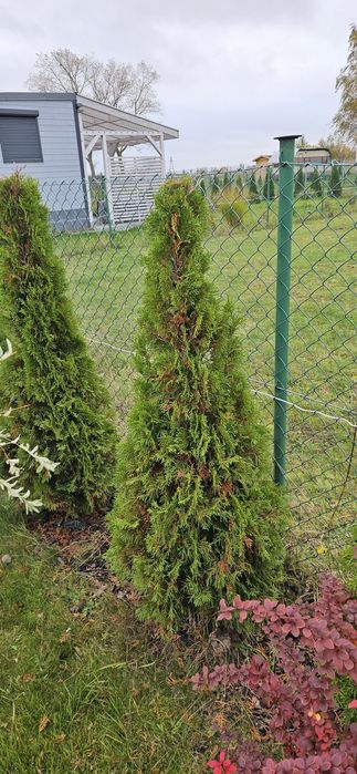 Iglaki tuje szmaragdy