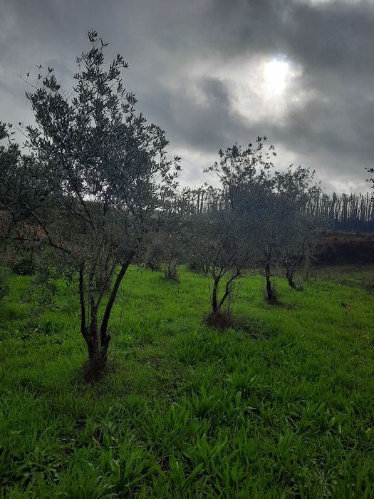 Árvores - Oliveiras