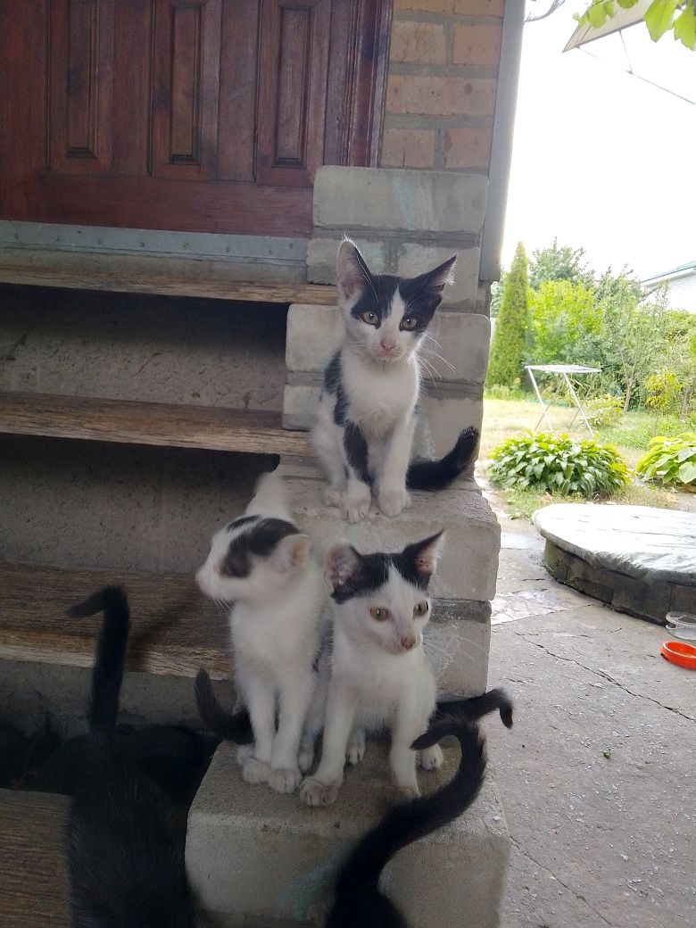 Отдам в хорошие руки