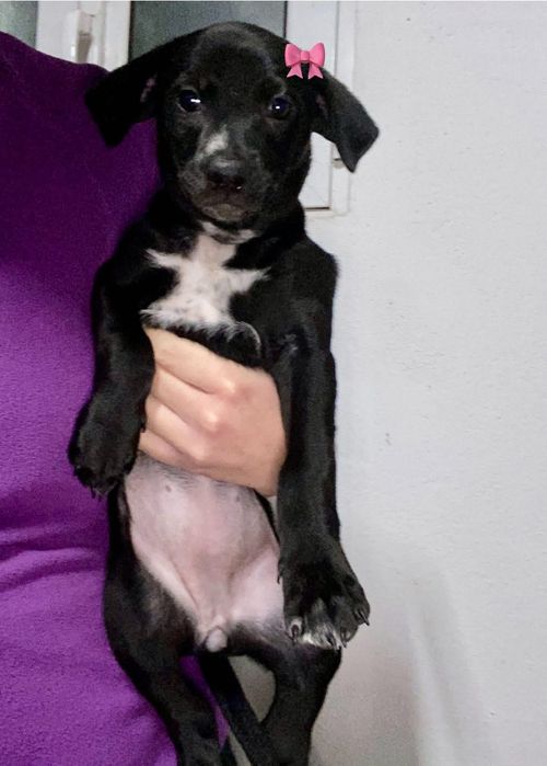 Cachorrinhos 2 meses e meio, muito meigos, adoção responsável