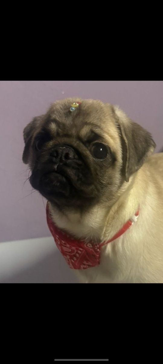 PUG CARLIN !!!!!