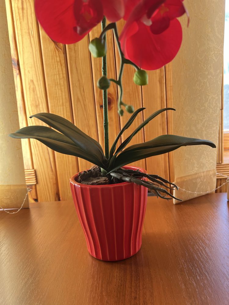 Орхідея декоративна
