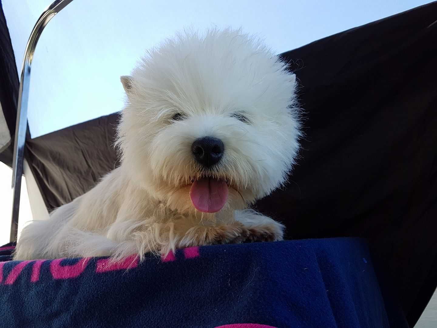 West Highland White Terrier - piesek ZKWP / FCI